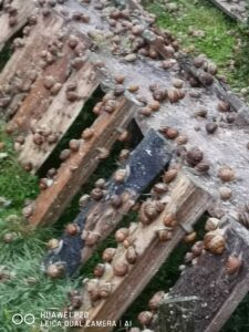 escargot-3