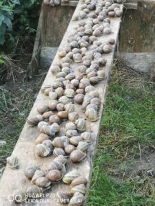 escargot-4z